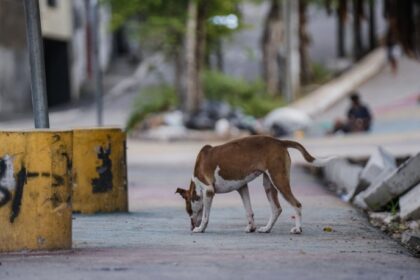 Animais estão sendo abandonados no Centro de Zoonoses de Juazeiro do Norte / Crédito: FERNANDA BARROS