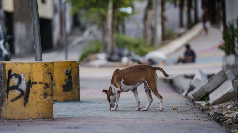 Animais estão sendo abandonados no Centro de Zoonoses de Juazeiro do Norte / Crédito: FERNANDA BARROS